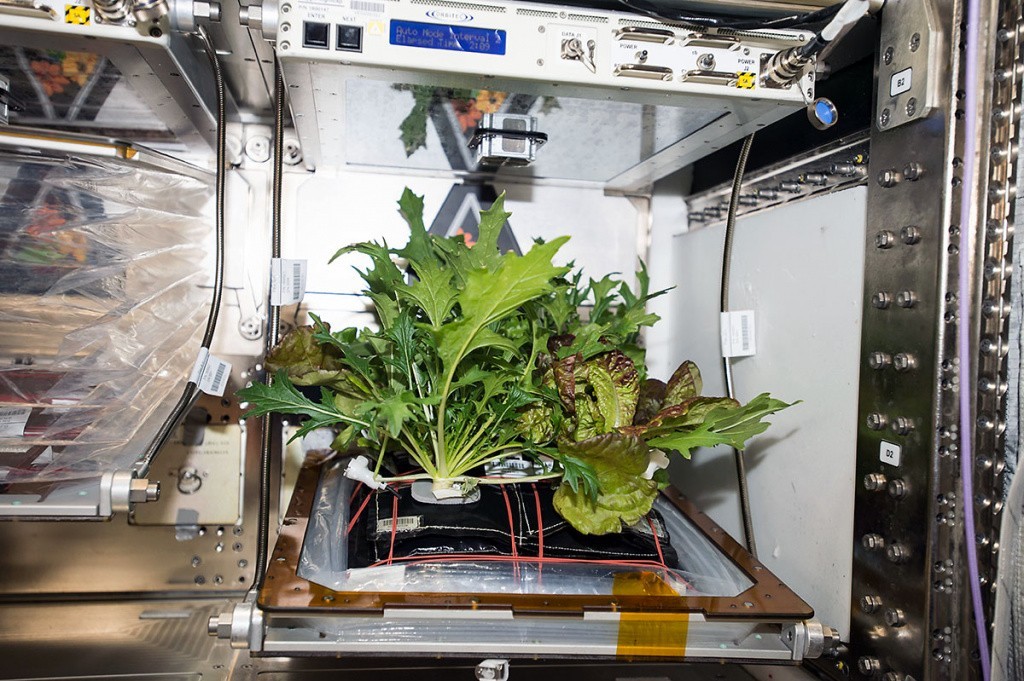 How-Does-Your-Space-Garden-Grow-1.jpg How-Does-Your-Space-Garden-Grow-1.jpg