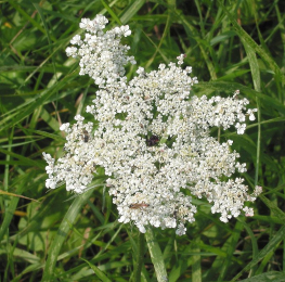 Морковь посевная 