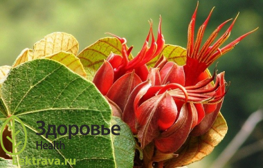 Хирантодендрон