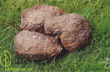 Пория кокосовидная