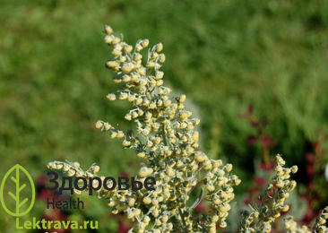 Полынь горькая