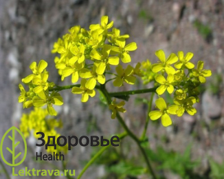 Свербига восточная