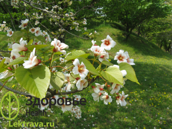 Китайское тунговое дерево