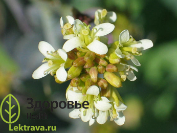 Вяжечка гладкая Вяжечка гладкая