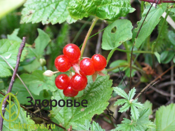 Син.: костянка, костяница, северная ягода, поленика, северный гранат.<br> <br>
Небольшое многолетнее травянистое растение высотой до 30 см с длинными распростёртыми по земле побегами и сочными плодами – сборными костянками (а не «ягодами») яркого красного цвета, обладающими приятным гранатовым вкусом. Является хорошим медоносом и ценится за высокое содержание витамина C. Костяника