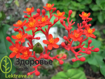 Ятрофа