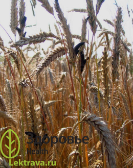 Син.: рожки спорыньи, маточные рожки, черные рожки <br> <br> Сумчатый гриб, паразитирующий на культурных и дикорастущих злаках, в основном ржи и пшенице, а также на некоторых видах осок. В медицине применение нашли высушенные рожки спорыньи - склероции. Препараты из них широко востребованы в акушерско-гинекологической практике, используются в лечении нервных и психических заболеваний, эффективны при болезнях кровообращения. Спорынья