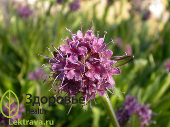 Нардостахис ятаманский
