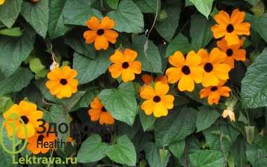 Тунбергия (лат. Thunbergia) – вьющееся или кустовое тропическое растение Африки и Южной Азии, часто использующееся в ландшафтном дизайне. Тунбергия лавролистовая (лат. Thunbergia laurifolia) также применяется в народной медицине некоторых стран и входит в состав детоксикационных препаратов.
Тунбергия