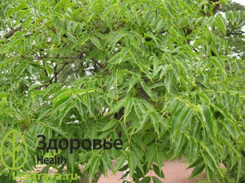 Бархат амурский