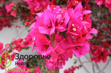 Бугенвиллея