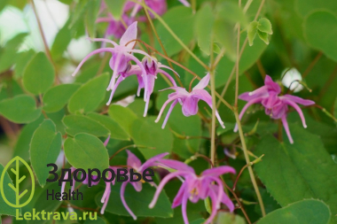 Горянка крупночашечковая (Epimedium macrosepalum Stearn, эпимедиум, Horny Goat Weed, Yin Yang Huo, Inyokaku, Herba Epimedii) - многолетнее травянистое растение из семейства барбарисовых (Berberidaaceae). Виды горянки широко используют при импотенции, бесплодии, сексуальной неврастении, как тонизирующее, стимулирующее и общеукрепляющее средство. Горянка крупночашечковая