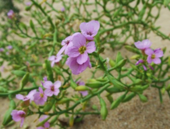 Син.: кейкил, sea rocket (англ.), ruchetta of sea (англ.), ravastrello marine (итал.). Морская горчица – это род травянистых растений семейства Крестоцветные (лат. Brassicaceae), произрастающих на песчаных морских побережьях Америки, Европы, Северной Африки, Западной Азии. Несмотря на невысокую популярность растения, морская горчица считается высоковитаминным пищевым продуктом, а ее семена богаты ценным жирным маслом. В России некоторые виды морской горчицы считаются исчезающими и занесены в Красную книгу.
Морская горчица