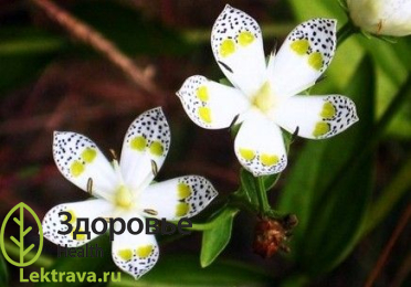 Сверция
