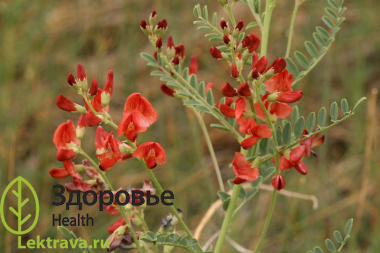Сферофиза солонцовая