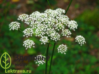 Купырь лесной