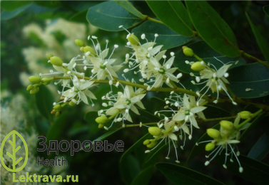 Копаифера