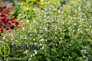 Многолетнее растение семейства губоцветных (Lamiaceae). Народное название: мята горная. Душевик котовниковый, д. лекарственный