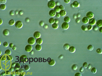 Одноклеточные зеленые водоросли из рода Хлорелла – это уникальное творение природы. Это не просто растение, а продукт, не имеющий аналогов во всем мире. Эта микроводоросль обладает мощнейшим ощелачивающим действием на организм, являясь сильным антиоксидантом и источником растительного белка, высокое содержание в нем протеинов позволяет хлорелле выступать в качестве альтернативы мясу. Полезные свойства микроводоросли используются и в производстве БАД, и в косметологии, и в пищевом производстве.
Хлорелла