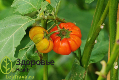 Паслен эфиопский