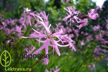 Кукушкин цвет обыкновенный