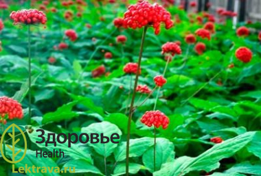 Заманиха высокая