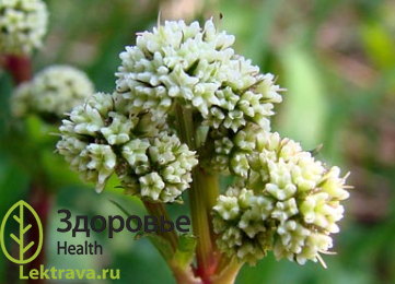 Подлесник европейский