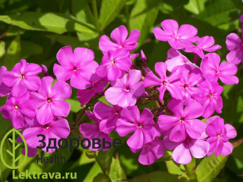 Флокс
