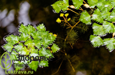 Водное однолетнее растение семейства рогульниковых (Trapaceae), с длинным подводным стеблем. Народные названия: батлачик, батланцук, батманчук, бодлак дикий, болотные орехи, орехи водяные, каменные орехи, колкие орехи, плавающие орехи, чертовые орехи, водяные каштаны, рогатник, рогульки, рогульник, рогулки, чертовы рогульки, гульник, чилига, чилим. <br>
Водяной орех плавающий, рогульник плавающий