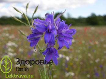 Син.: консолида королевская, консолида великолепная, живокость полевая, сокирки полевые, дельфиниум королевский, заячьи ушки, шпорник. Консолида полевая – однолетнее травянистое растение с прямостоячим ветвистым стеблем, сложными листьями и кистевидными фиолетовыми соцветиями. Растение токсично, но в допустимых дозах оказывает лечебное действие при многих заболеваниях. Применяется в народной медицине.
Консолида полевая