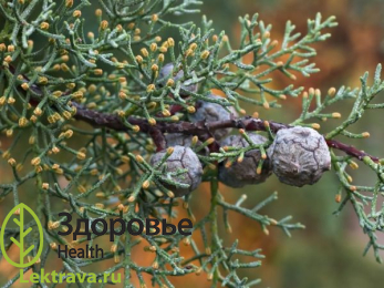 Кипарис – род вечнозеленых хвойных деревьев, реже кустарников, обладающих раскидистой или пирамидальной кроной, высотой 18-25 м. Растение обладает папоротниковидными чешуйчатыми листьями сине-зеленого цвета и округлыми плодами-шишками. Полезные свойства кипариса известны с античных времен. Галеновые препараты кипариса (настои, настойки, отвары и т.п.) обладают антисептическими, вяжущими, сосудосуживающими, успокаивающими и другими лечебными действиями, нашедшими применение в традиционной медицине многих стран.
Кипарис