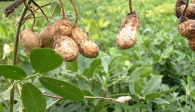 Арахис - это вкусные бобы, которые часто применяются в кулинарии. Регулярное употребление этого продукта помогает улучшить работу желудочно-кишечного тракта, насыщает организм витаминами и микроэлементами. Арахисовое масло получило большое распространение во всем мире, как отличный косметический продукт, а также как основа для многих препаратов.
Арахис обыкновенный
