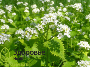 Чесночница черешчатая