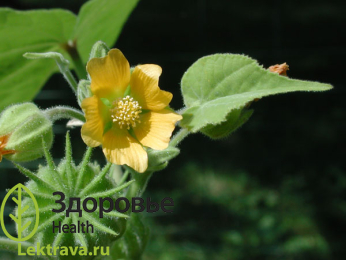Канатник Теофраста