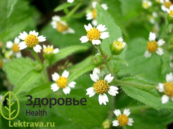 Син.: американка, галинзога, незабудьтрава, незбутница, невмируха. Галинсога – однолетнее травянистое растение - сорняк с мелкими яйцевидными листьями и цветками. Этот злостный сорняк повсеместно искореняют, освобождая место для культурных растений в садах и огородах. Галинсога обладает многими полезными свойствами и издавна известна в народной медицине.
Галинсога