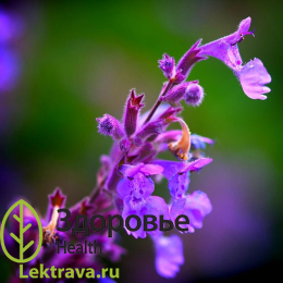 Син.: котовник лимонный, кошачья мята, шандра душистая. <br> <br> Травянистый многолетник с крупными синими цветками из семейства губоцветных, обладающий многими полезными свойствами: лекарственными, нектароносными, пыльценосными, декоративными.
Котовник сибирский
