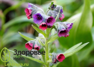 Чернокорень лекарственный