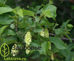 Хмелеграб