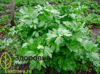 Любисток лекарственный