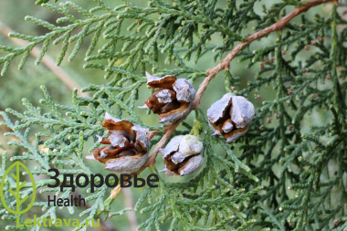 Син.: туя восточная.<br> <br> Вечнозеленое хвойное древесное растение. Ценится за прекрасные декоративные качества, высокую экологическую стойкость и способность очищать воздух от болезнетворных организмов.
Биота восточная
