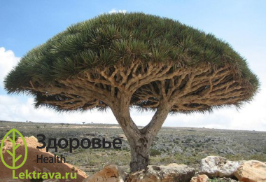 Син.: драцена драконовая, драконник, пальма «драконова кровь». Драконовое дерево - тропическое ветвистое дерево с толстым высоким стволом и пучками остроконечных листьев, ложная пальма. Драконовое дерево известно целебной силой своего сока, именуемого в народе «драконовой кровью». Смолистый сок растения обладает ранозаживляющими, противовоспалительными и многими другими полезными свойствами, успешно применяется в народной медицине некоторых стран.
Драконовое дерево