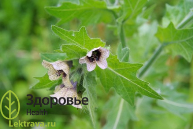 Двулетнее травянистое мягкоопушенное, клейкое растение, с неприятным запахом. Растение обладает спазмолитическим действием.
Белена черная