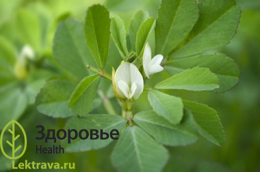 Пажитник сенной