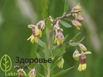 Бальзамин лесной