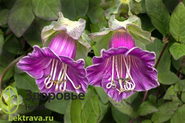 Кобея лазающая