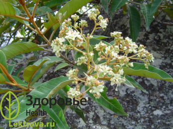 Харонга мадагаскарская