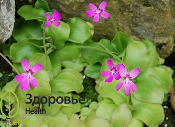 Жирянка