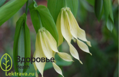 Син.: лесной колокольчик
Увулярия
– род многолетних растений с северо-американского континента, с заострёнными
листьями и жёлтыми висячими цветками на длинных цветоножках. На родине растение
используют в народной медицине для лечения и профилактики многих болезней, а в
России и Европе цветок, благодаря его красоте и неприхотливости, популярен у
садоводов. Увулярия