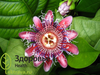 Страстоцвет красно-белый