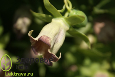 Многолетнее травянистое растение семейства колокольчиковых (Campanulaceae). Кодонопсис ланцетный
